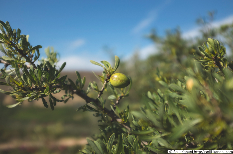 Argan bush