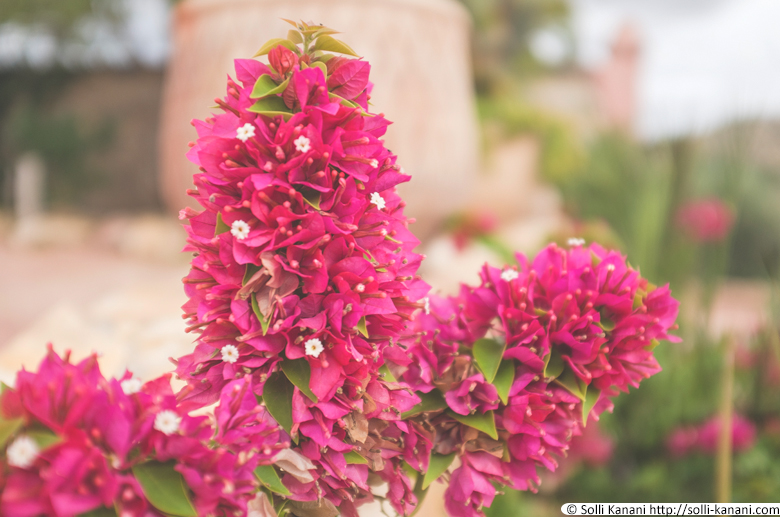 Flowers outside the Atlas Kasbah