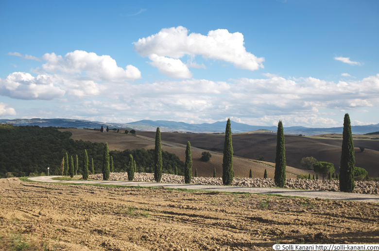 Tuscany Cypress Alley